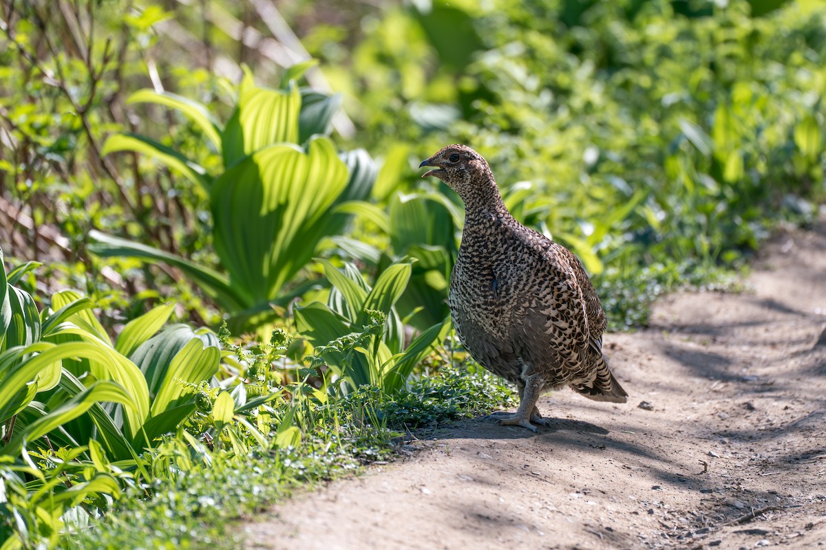 Gallo Fuliginoso - ML646395412