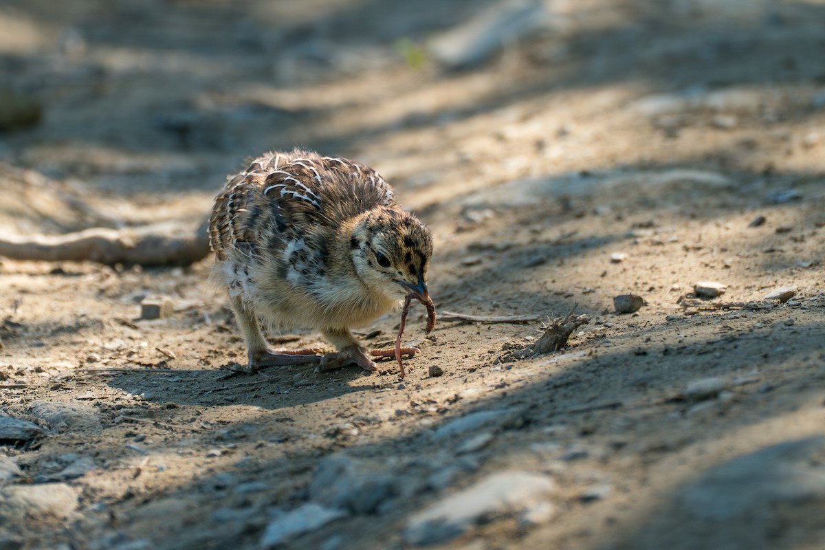 Gallo Fuliginoso - ML646395414