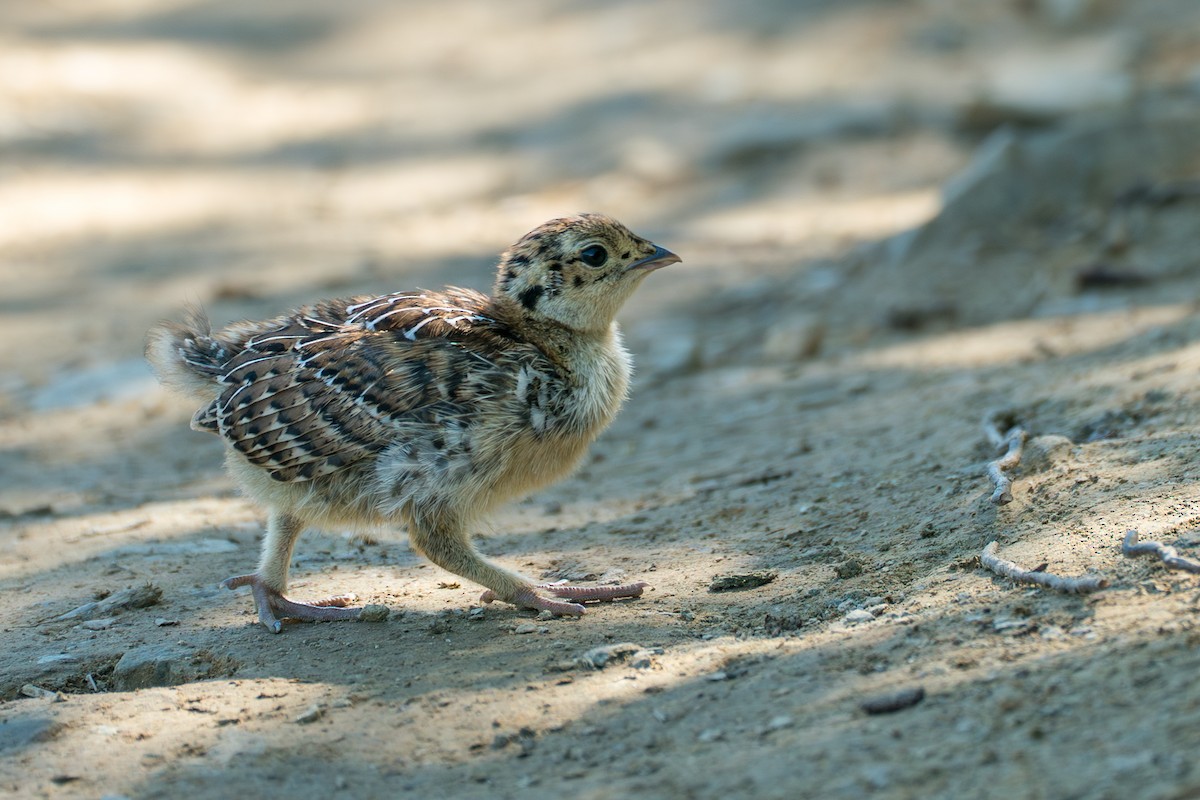 Gallo Fuliginoso - ML646395416