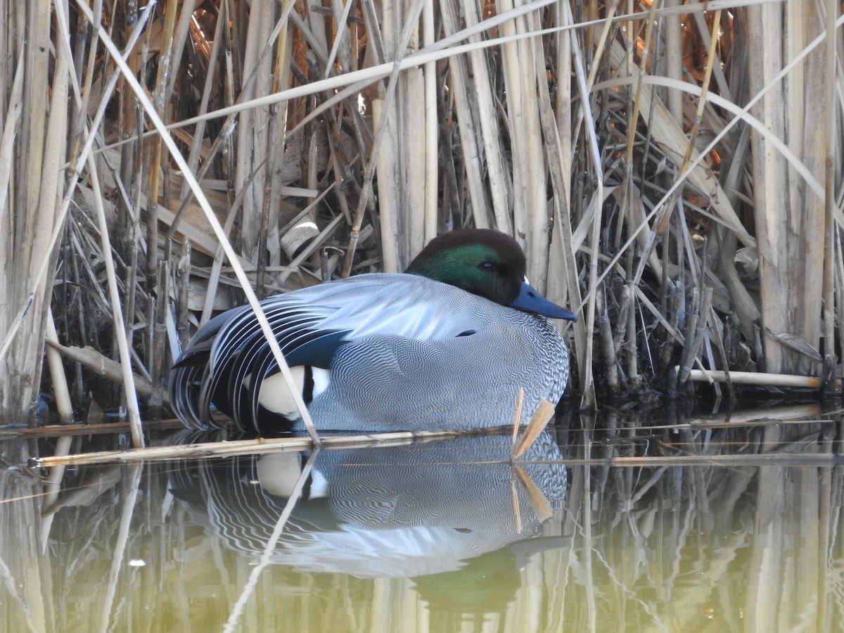 sibirand - ML646395417