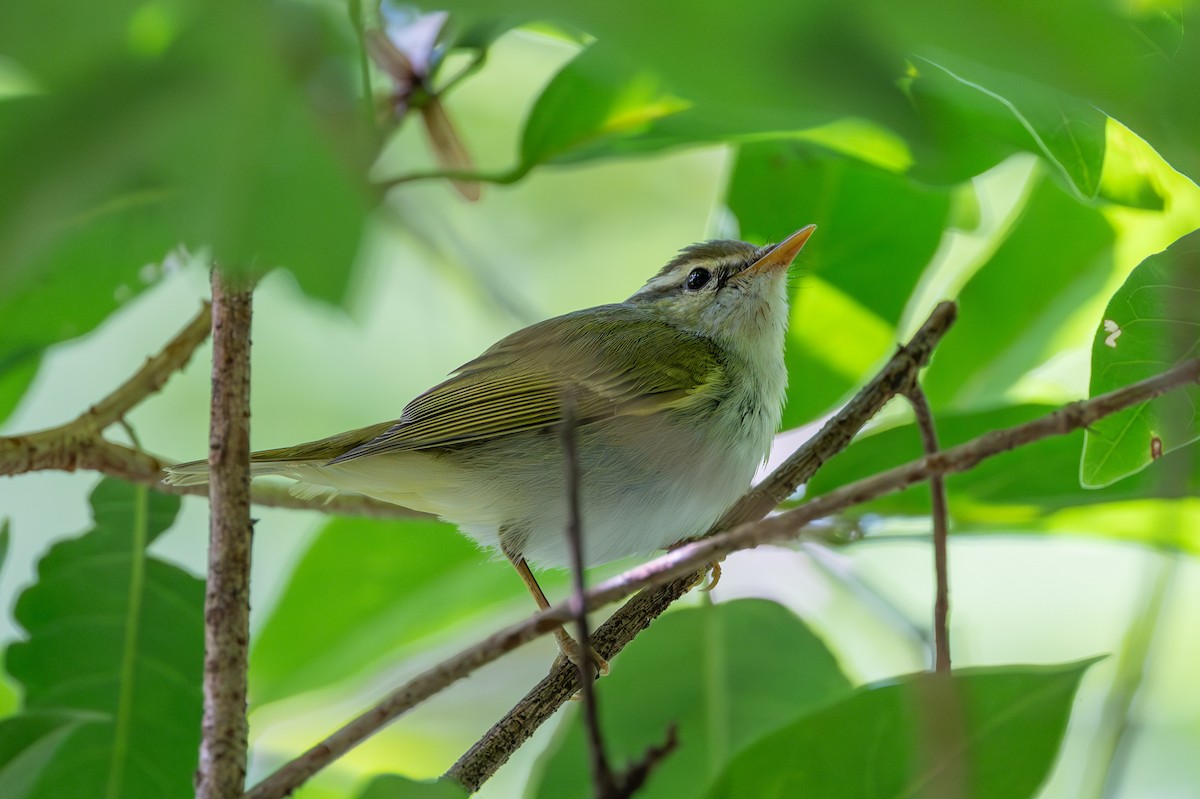 Eastern Crowned Warbler - ML646395418