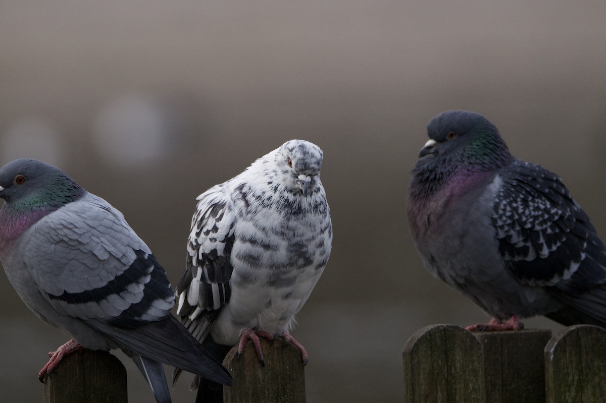 Rock Pigeon (Feral Pigeon) - ML646395419