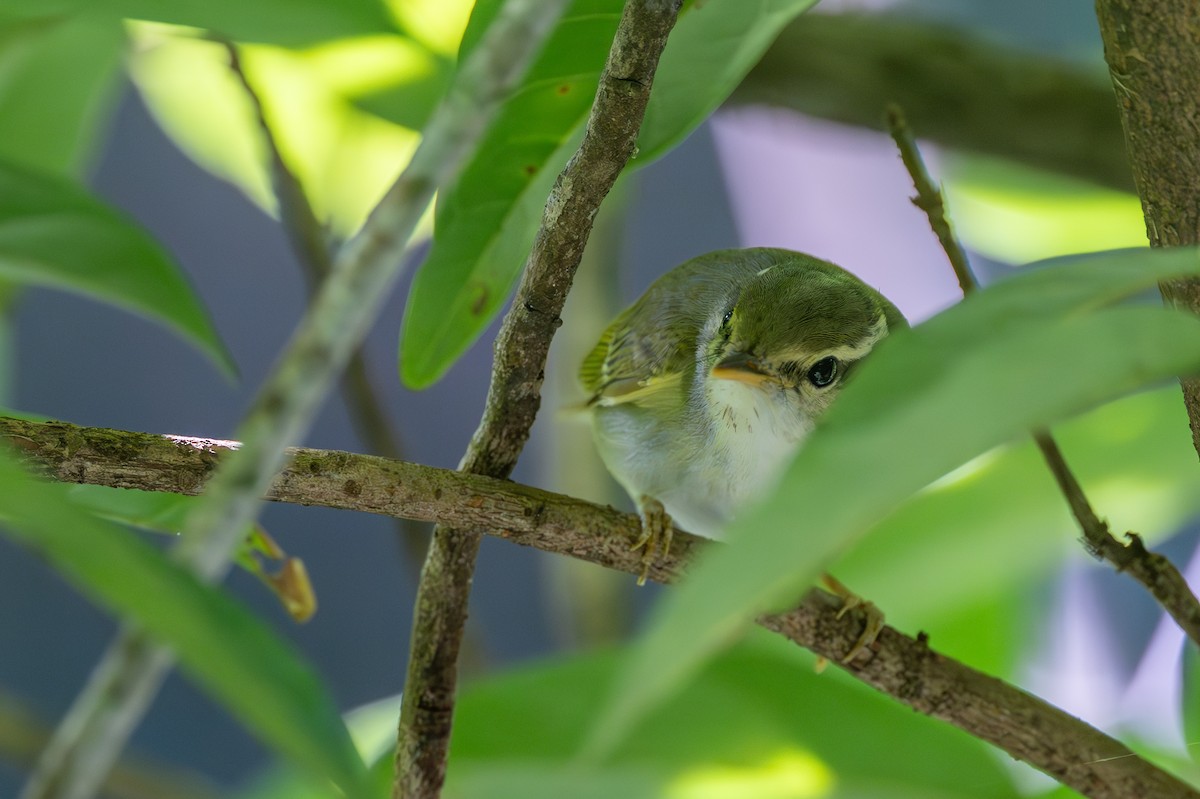 Eastern Crowned Warbler - ML646395420