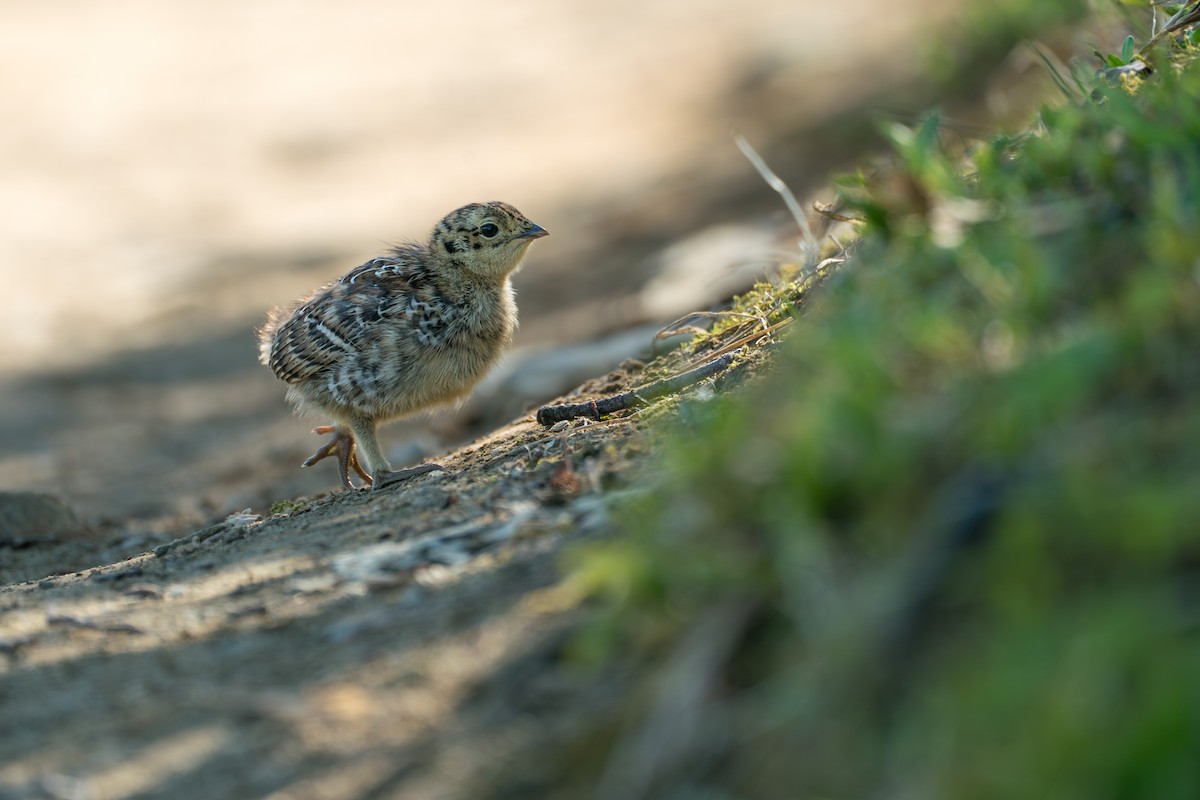 Gallo Fuliginoso - ML646395422