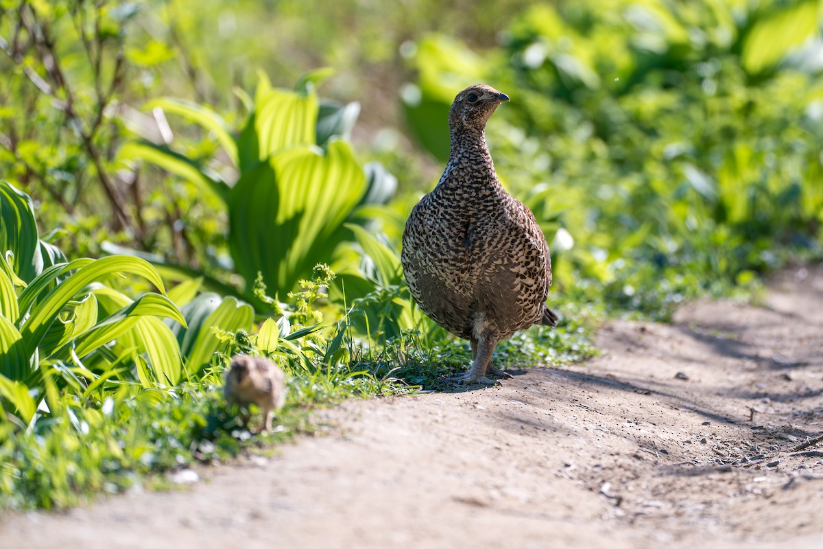 Gallo Fuliginoso - ML646395423