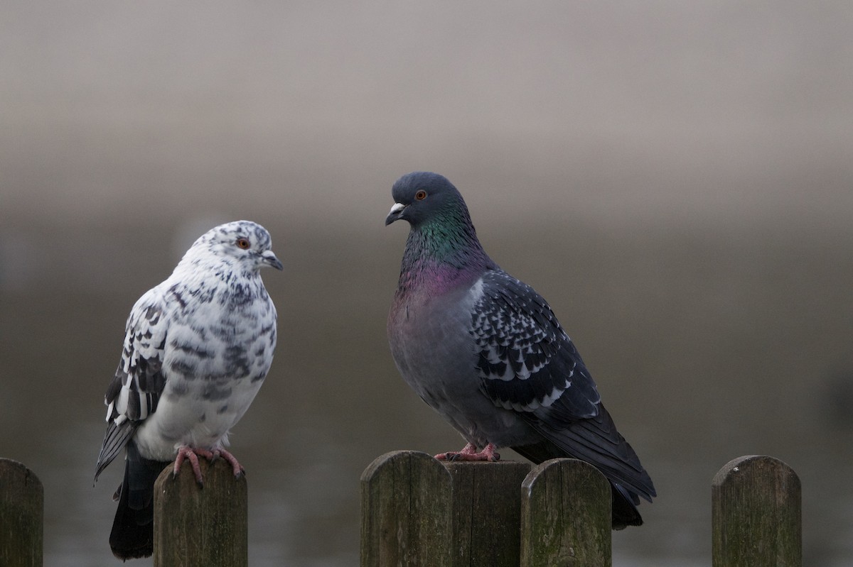 Rock Pigeon (Feral Pigeon) - ML646395424