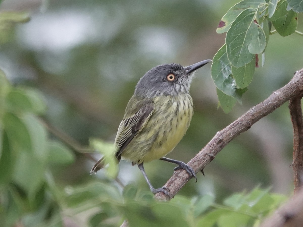Spotted Tody-Flycatcher - ML646395425