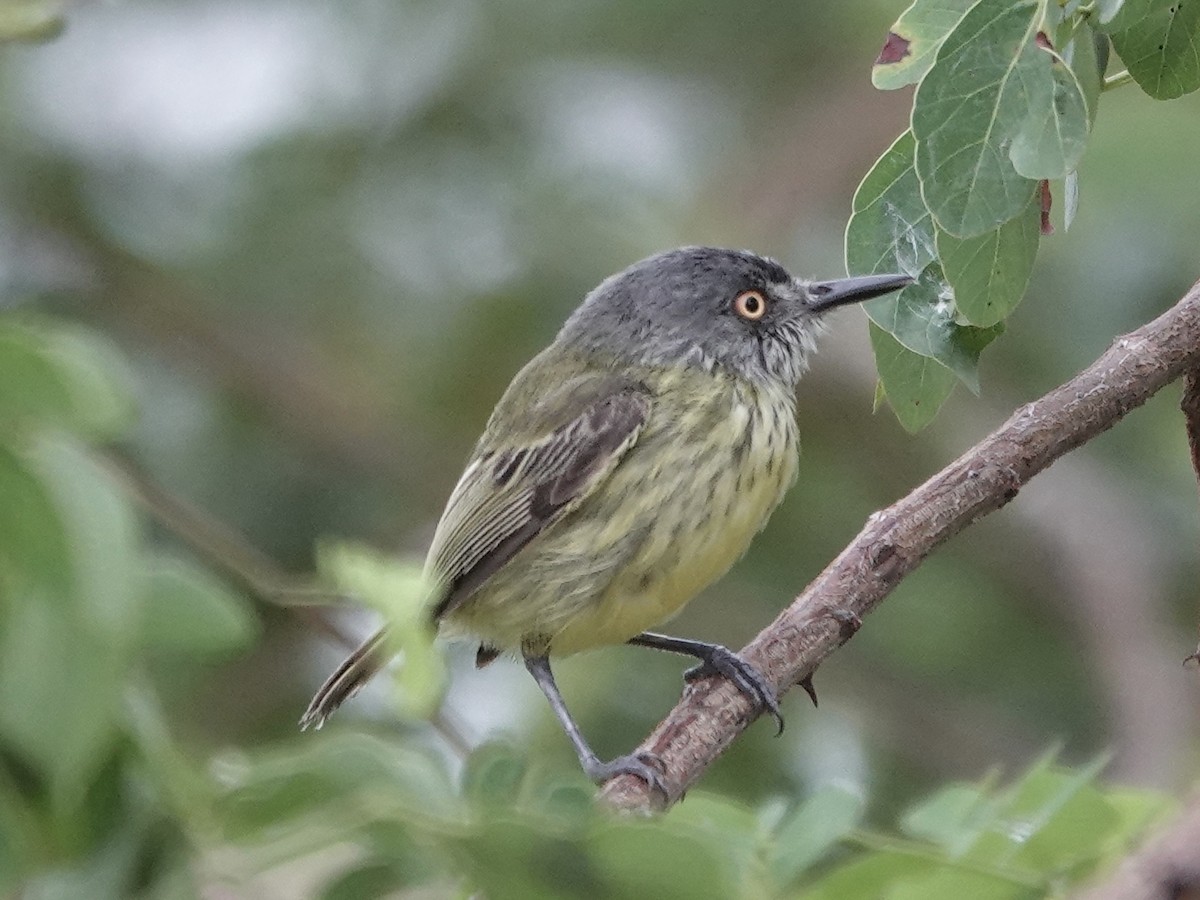 Spotted Tody-Flycatcher - ML646395426