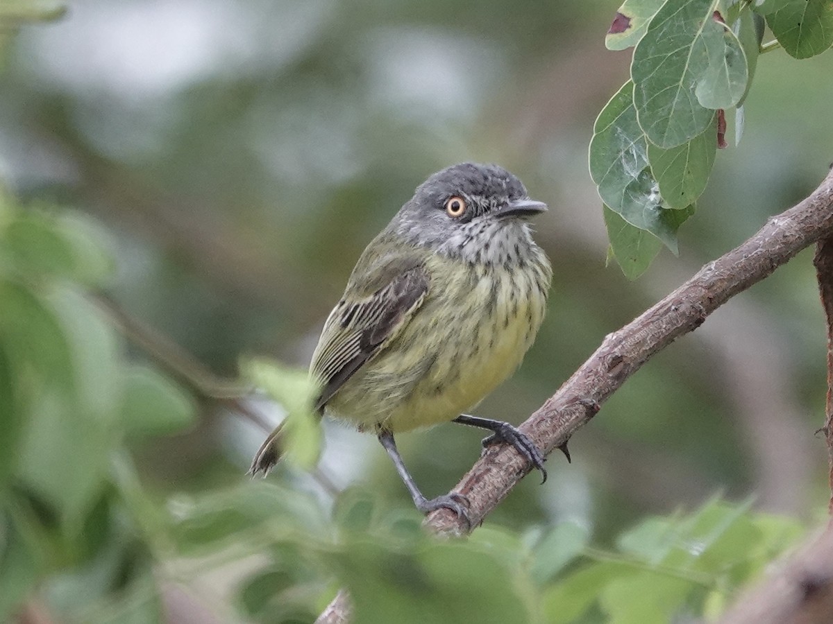 Spotted Tody-Flycatcher - ML646395427
