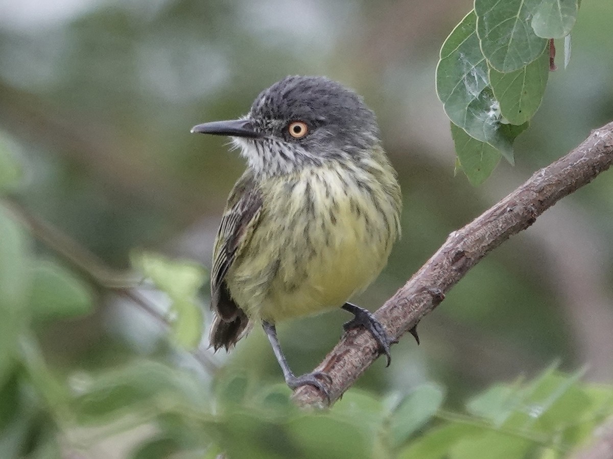 Spotted Tody-Flycatcher - ML646395428