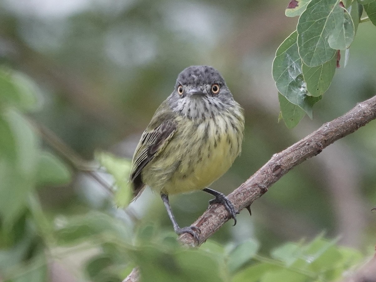 Spotted Tody-Flycatcher - ML646395429