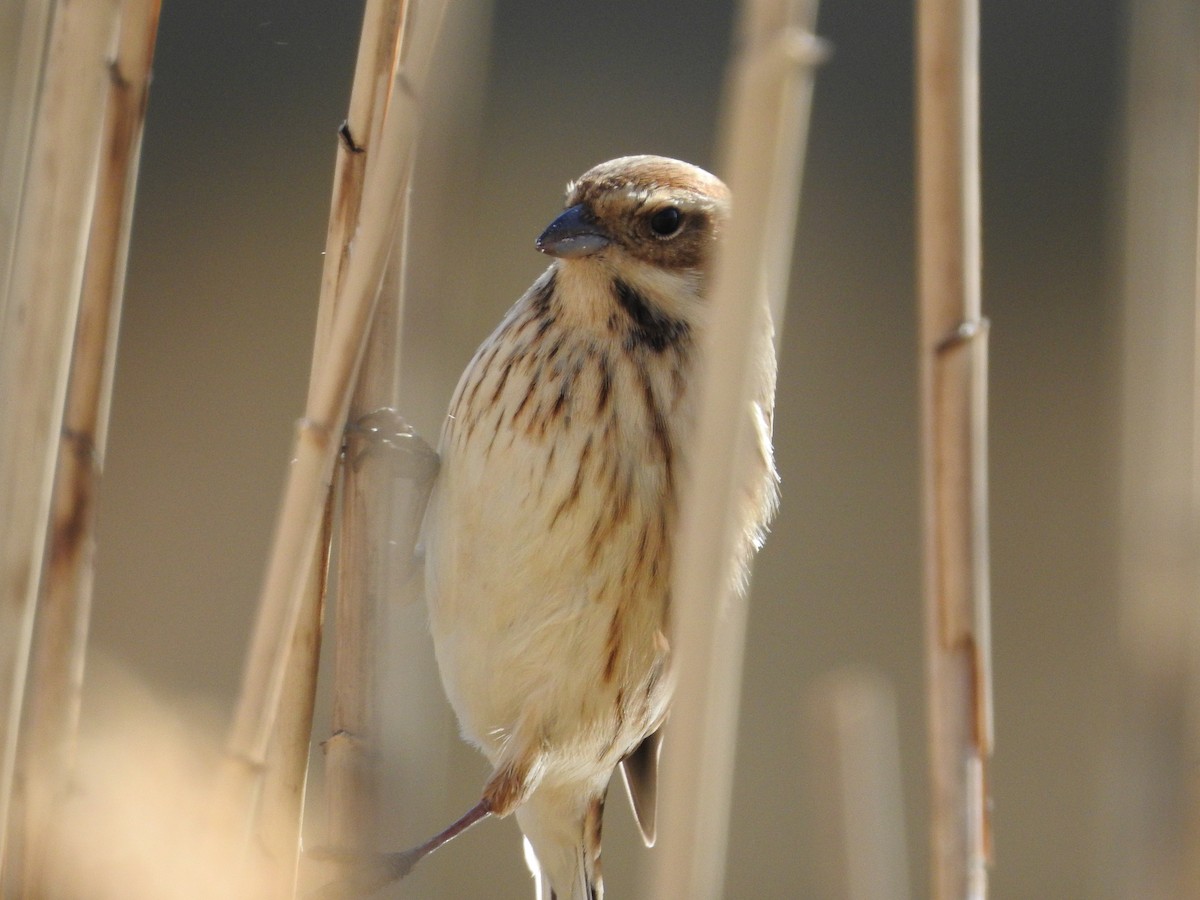 sivspurv - ML646395430