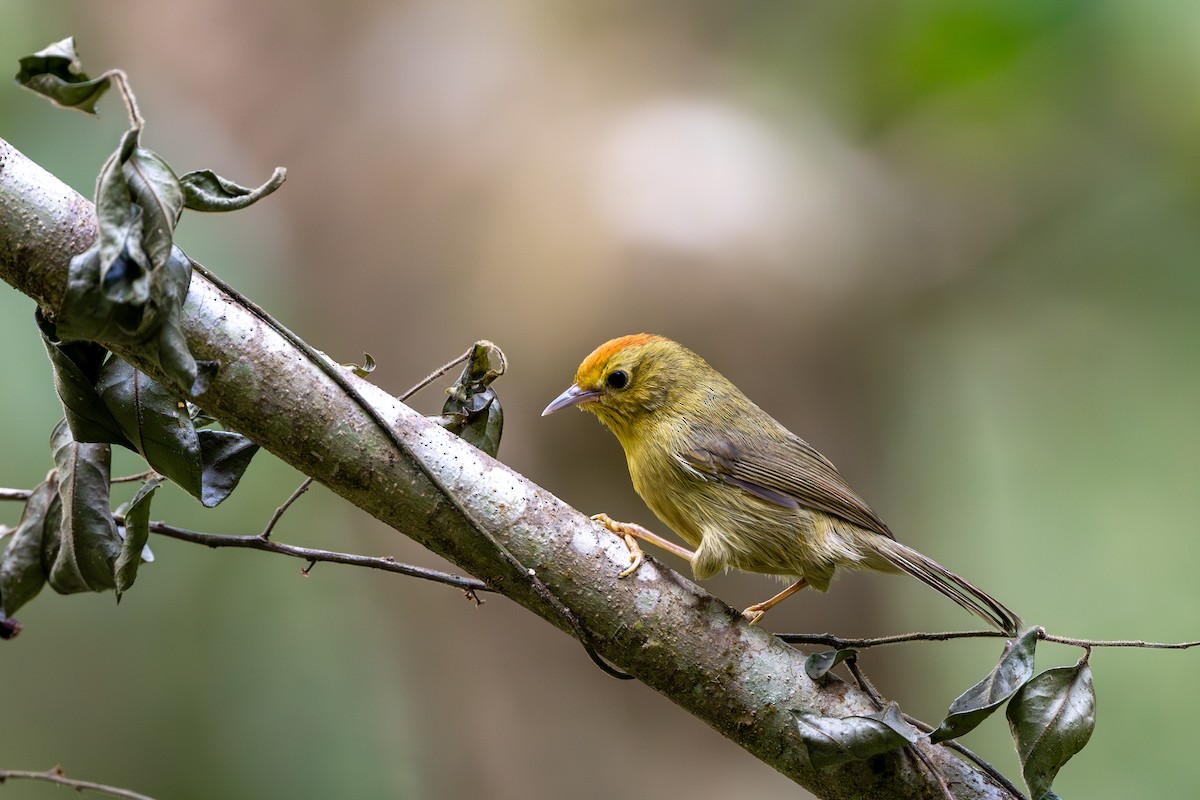 Rufous-capped Babbler - ML646395432