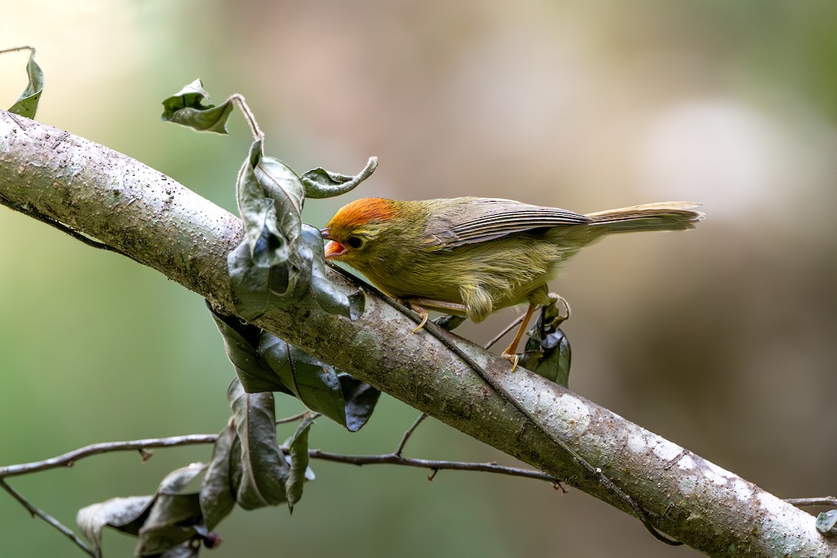 Rufous-capped Babbler - ML646395433