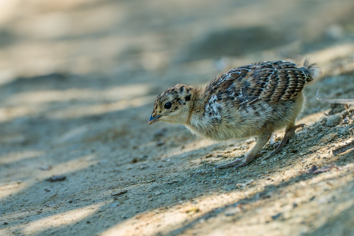 Sooty Grouse - ML646395434