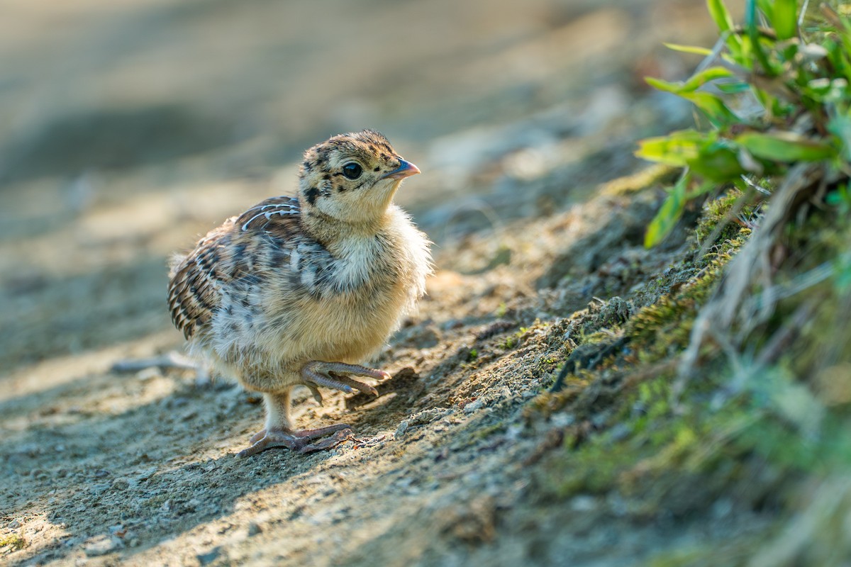 Sooty Grouse - ML646395435