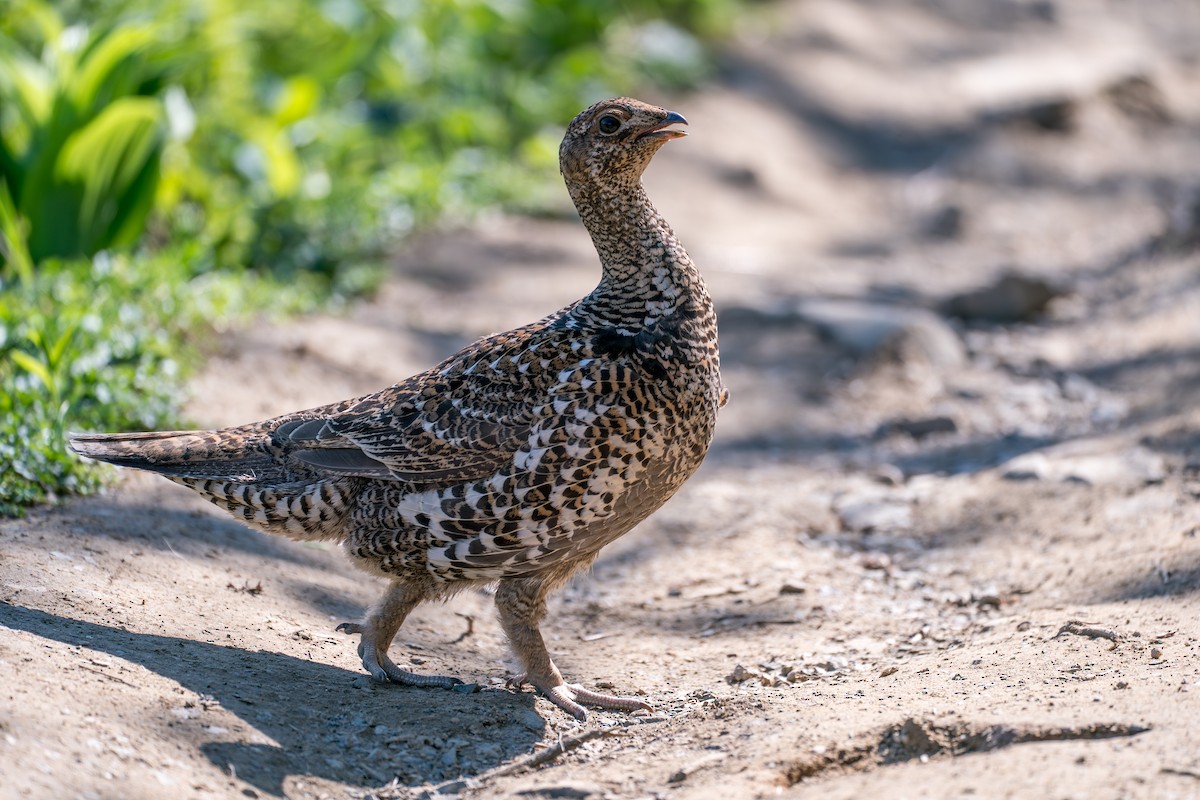 Sooty Grouse - ML646395438