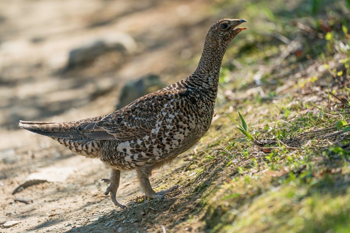 Sooty Grouse - ML646395439