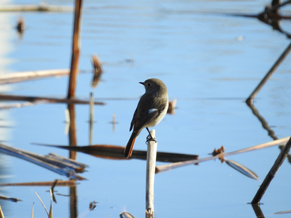 aurorarødstjert - ML646395441