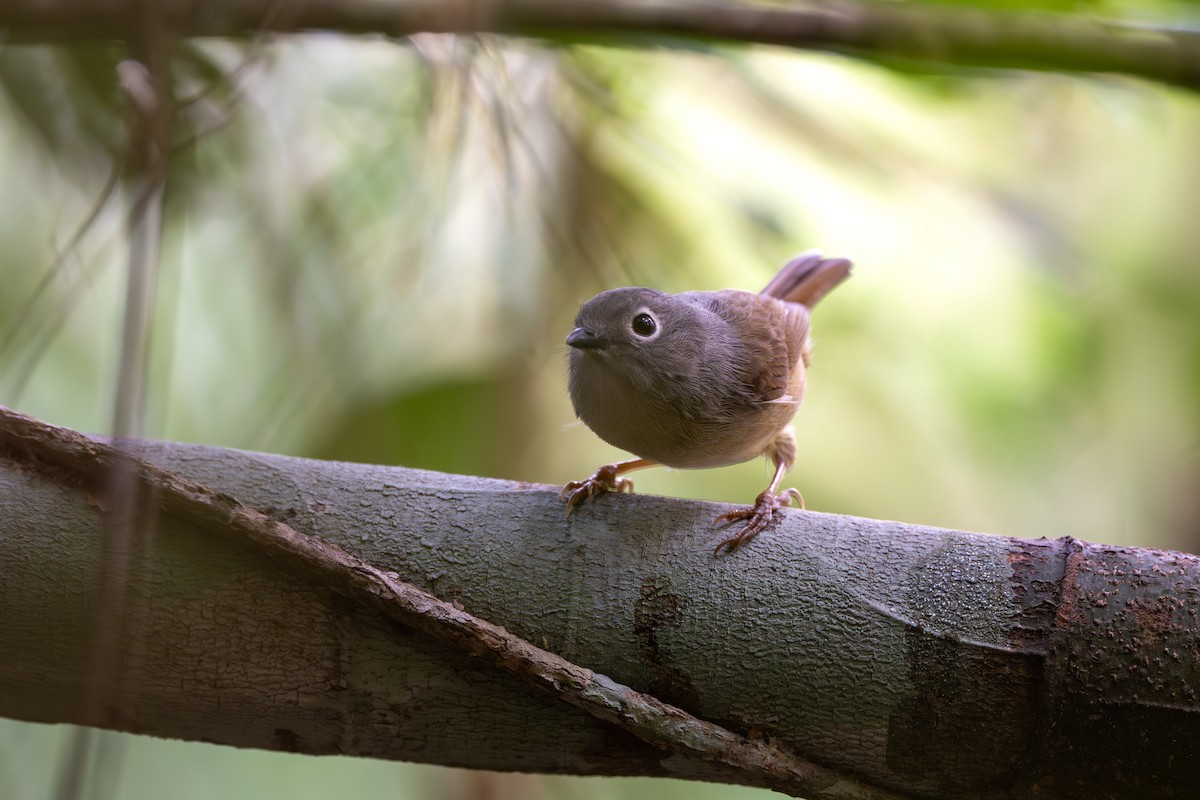Huet's Fulvetta - ML646395444