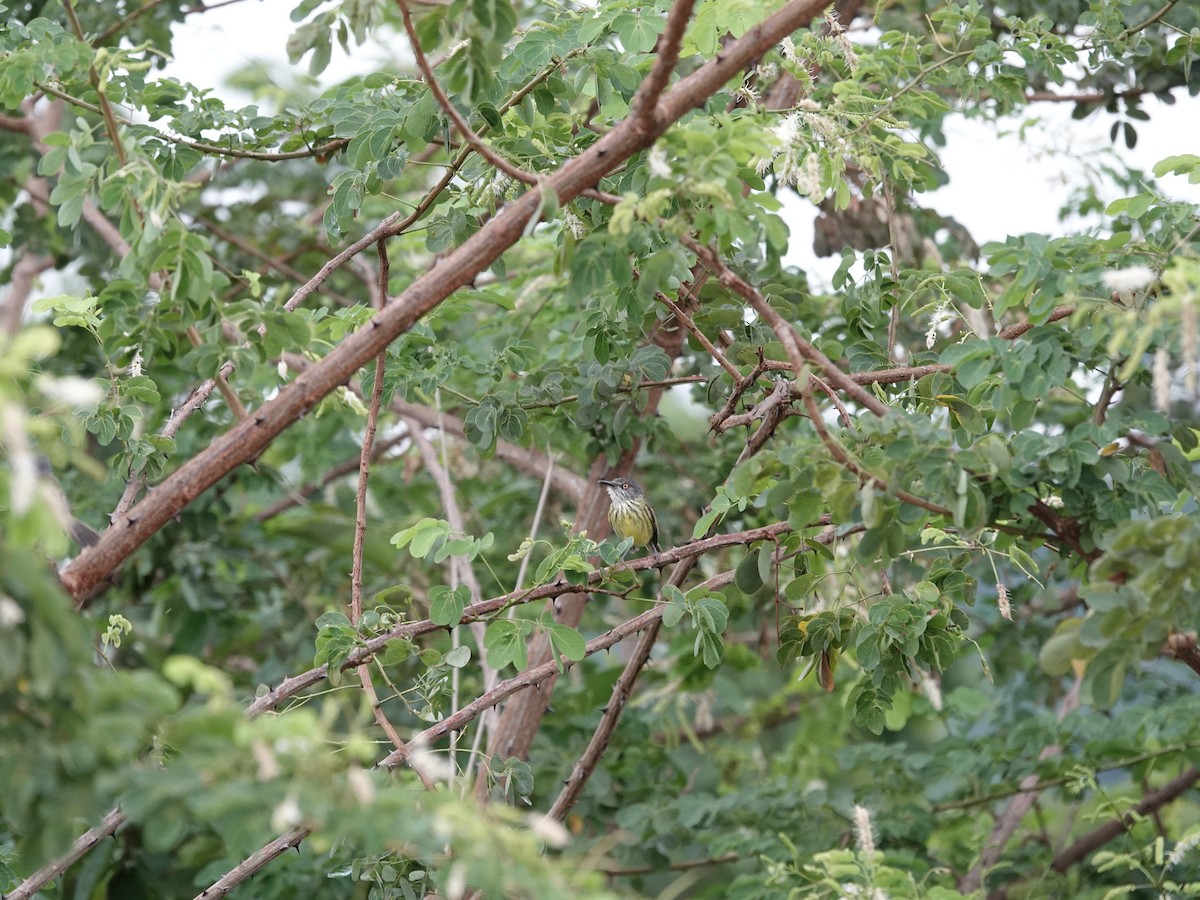 Spotted Tody-Flycatcher - ML646395445