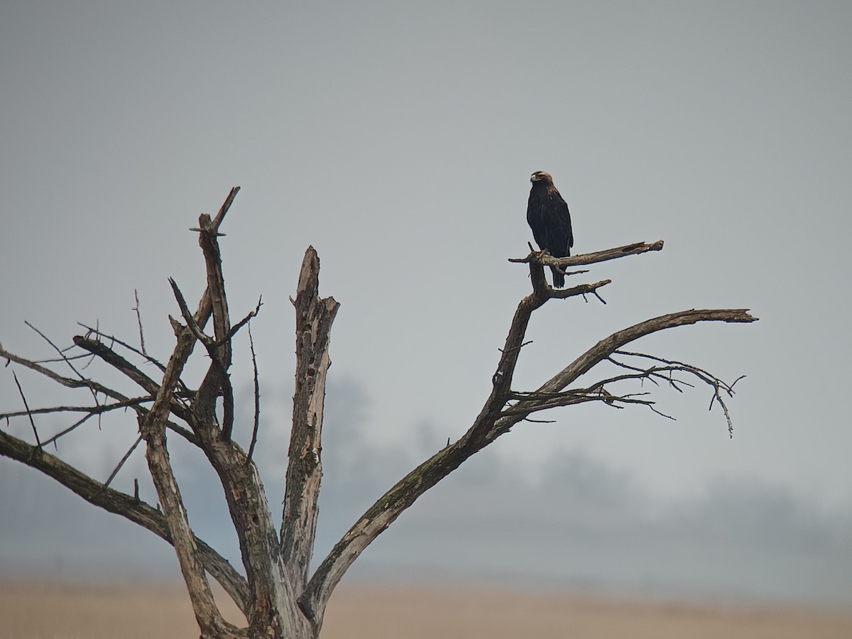 Imperial Eagle - ML646395447