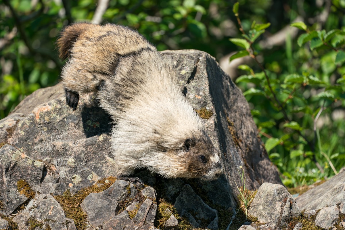 marmota canosa - ML646395448