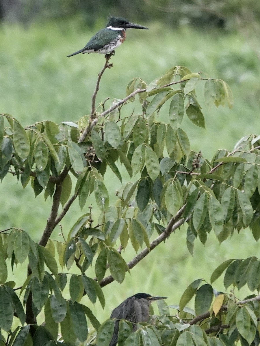 Green Kingfisher - ML646395449
