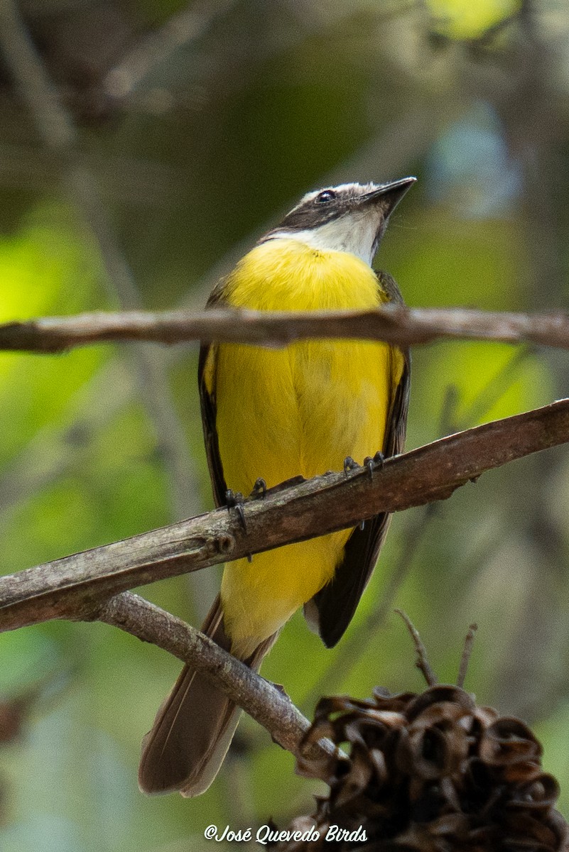 Social Flycatcher - ML646395451