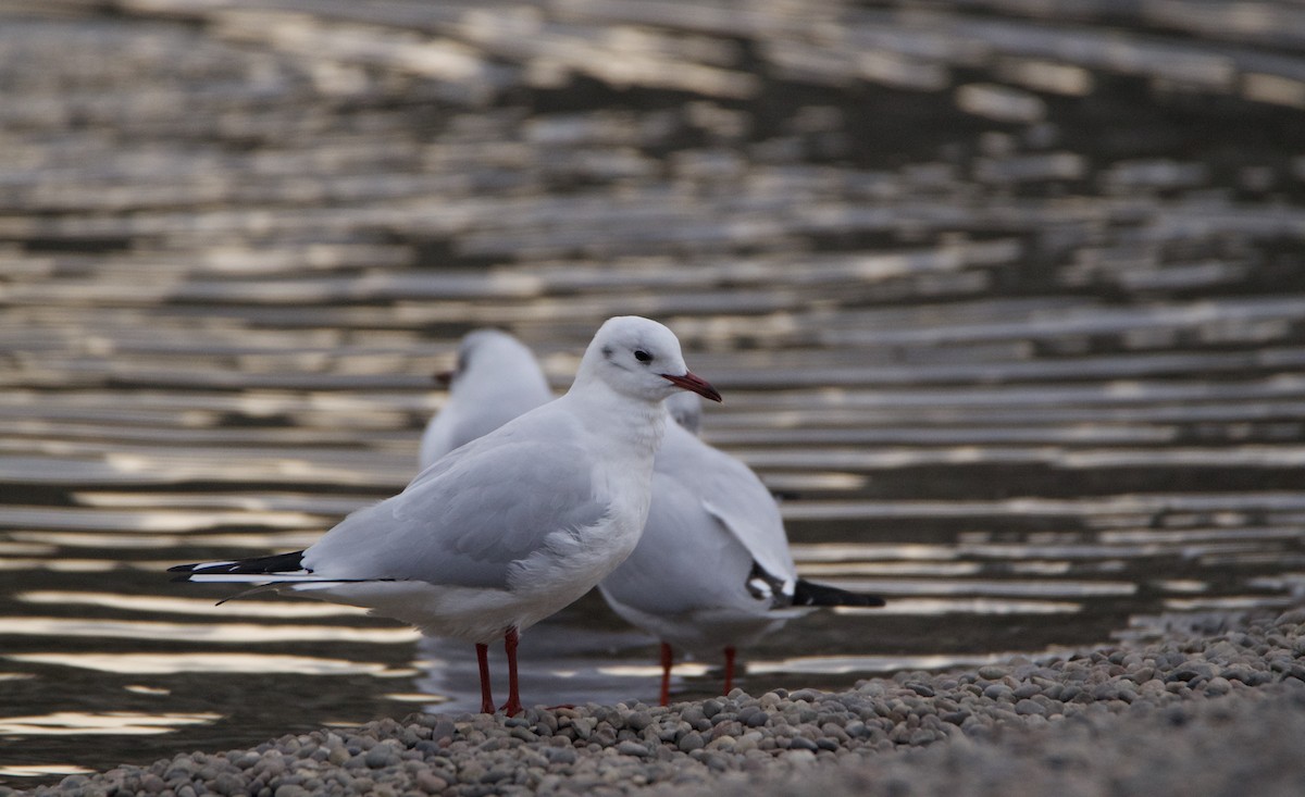 Black-headed Gull - ML646395452