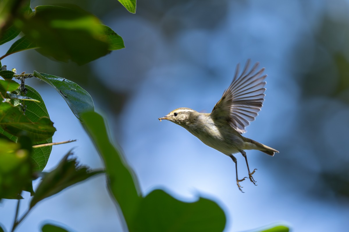 Yellow-browed Warbler - ML646395453