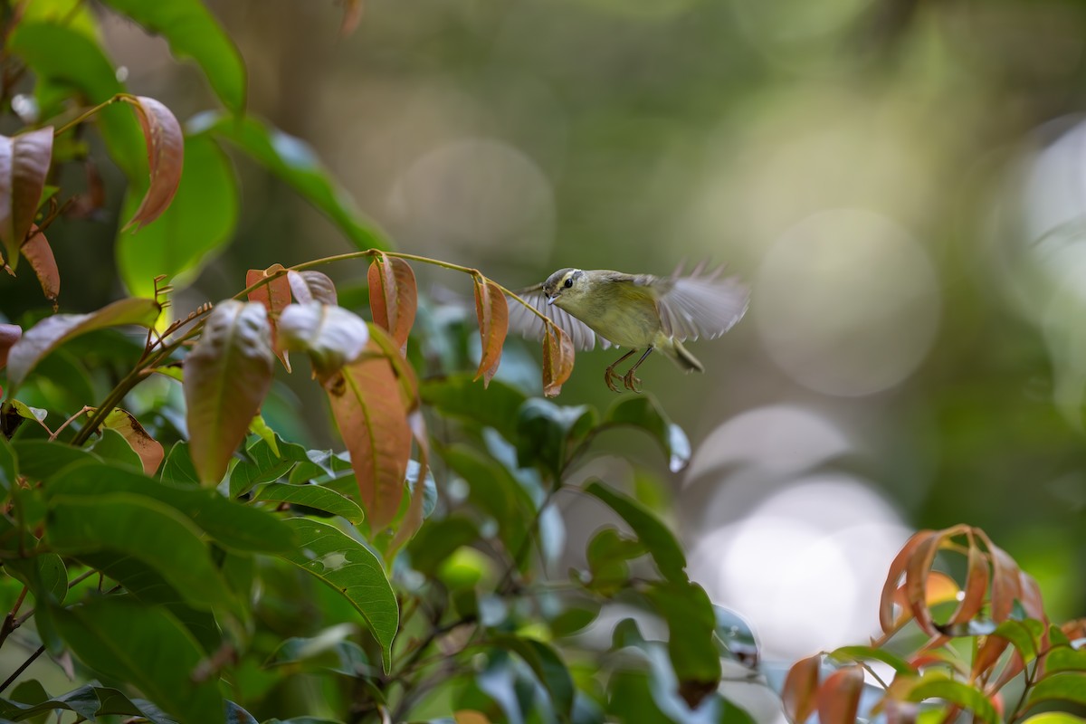 Yellow-browed Warbler - ML646395454