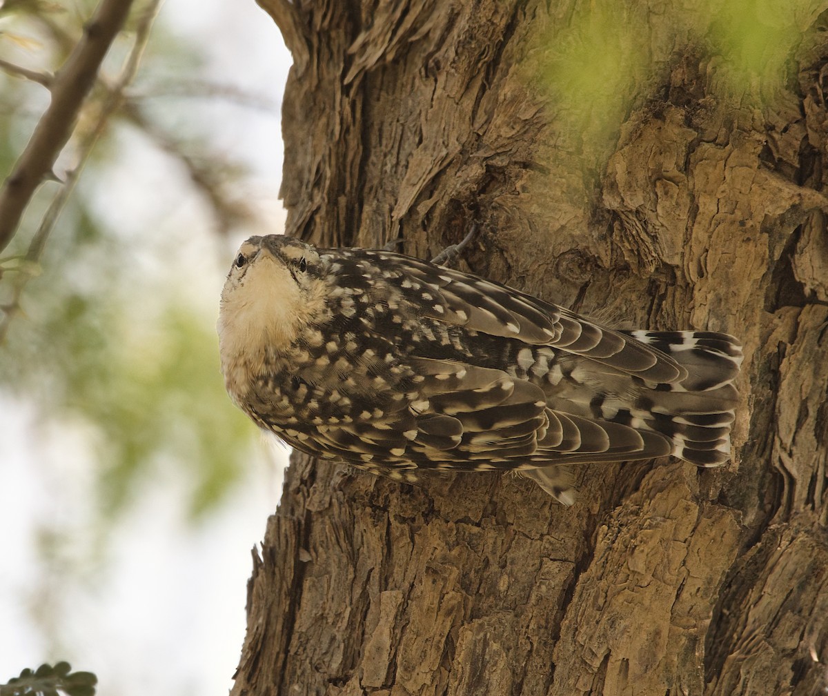 Indian Spotted Creeper - ML646395455