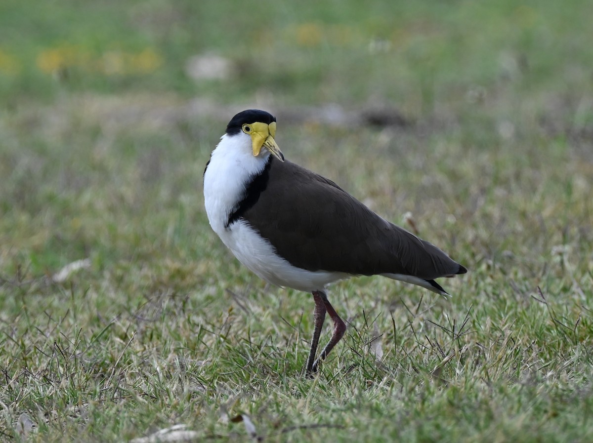 Masked Lapwing - ML646395457