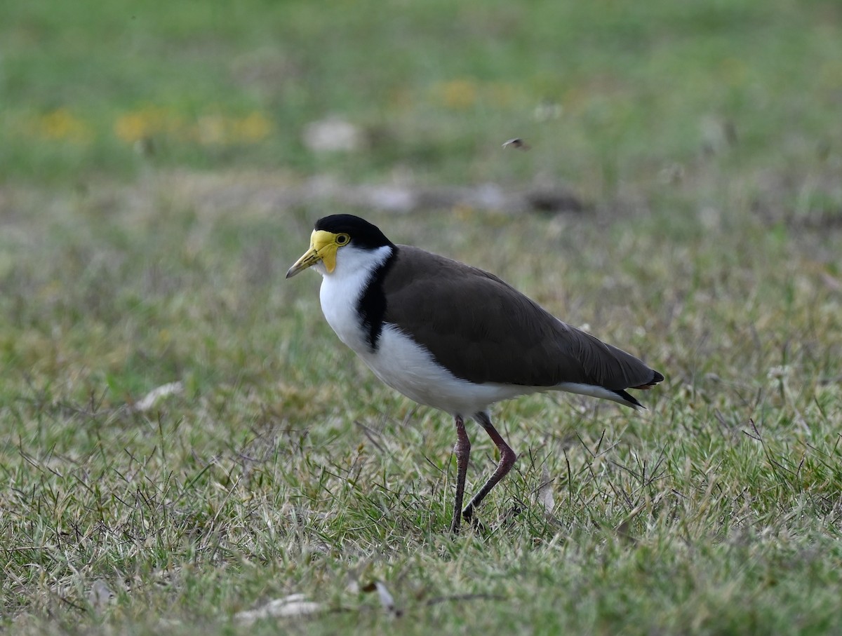 Masked Lapwing - ML646395458