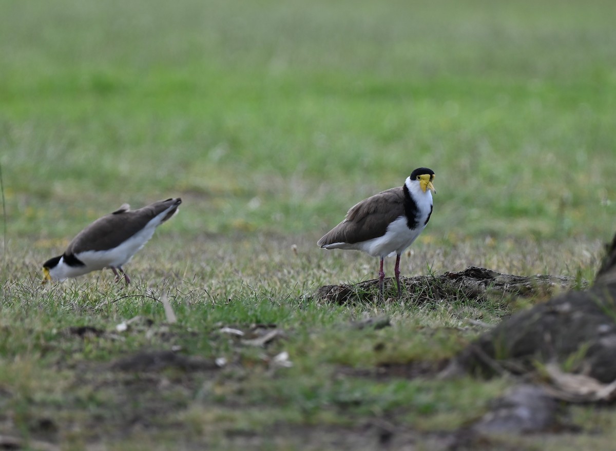 Masked Lapwing - ML646395459