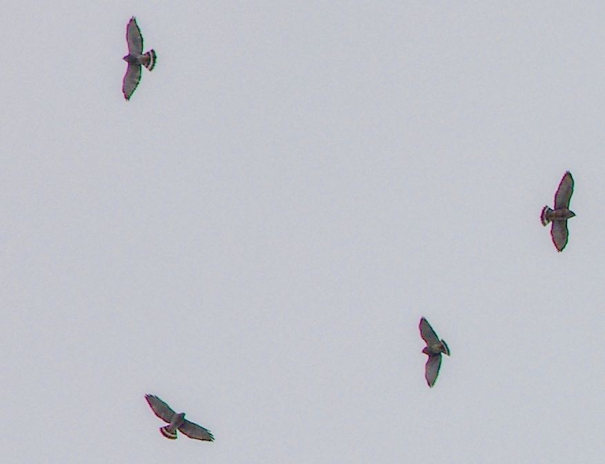 Broad-winged Hawk - ML646395460