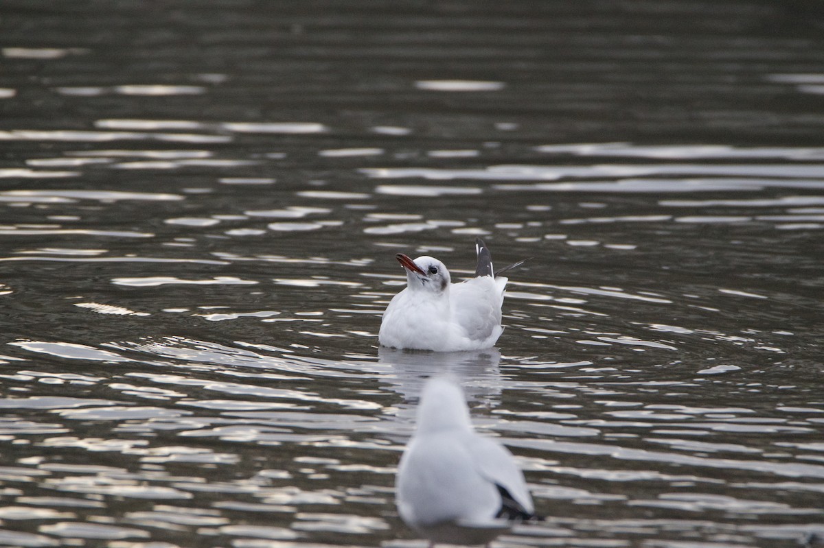 Black-headed Gull - ML646395461