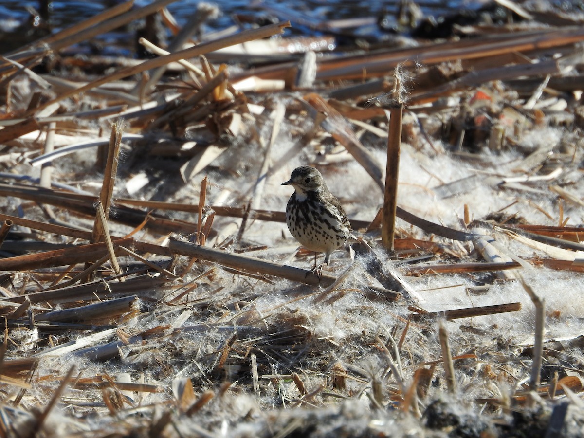 amurpiplerke - ML646395462