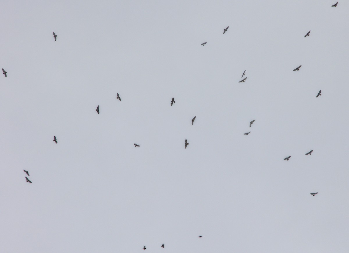 Канюк ширококрилий - ML646395464