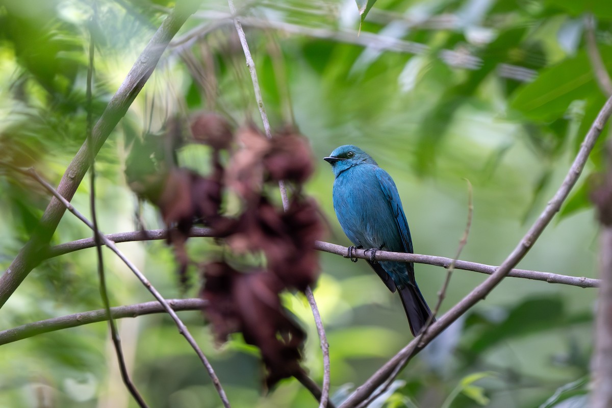 Verditer Flycatcher - ML646395465