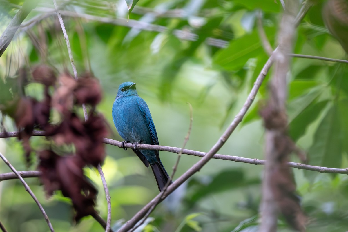 Verditer Flycatcher - ML646395466