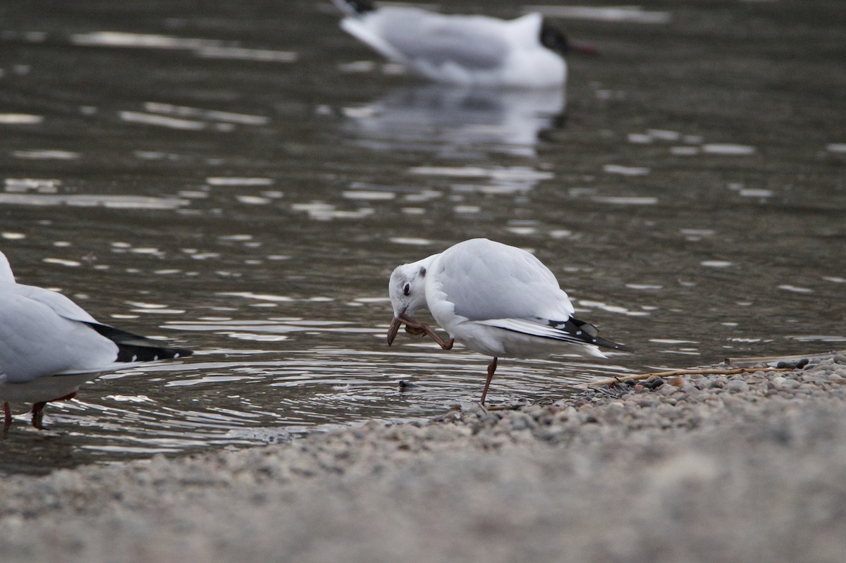 Black-headed Gull - ML646395467