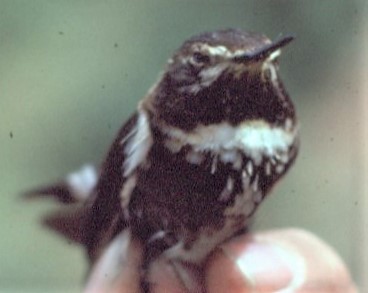 Purple-backed Sunbeam - ML646395469