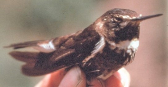 Purple-backed Sunbeam - ML646395470