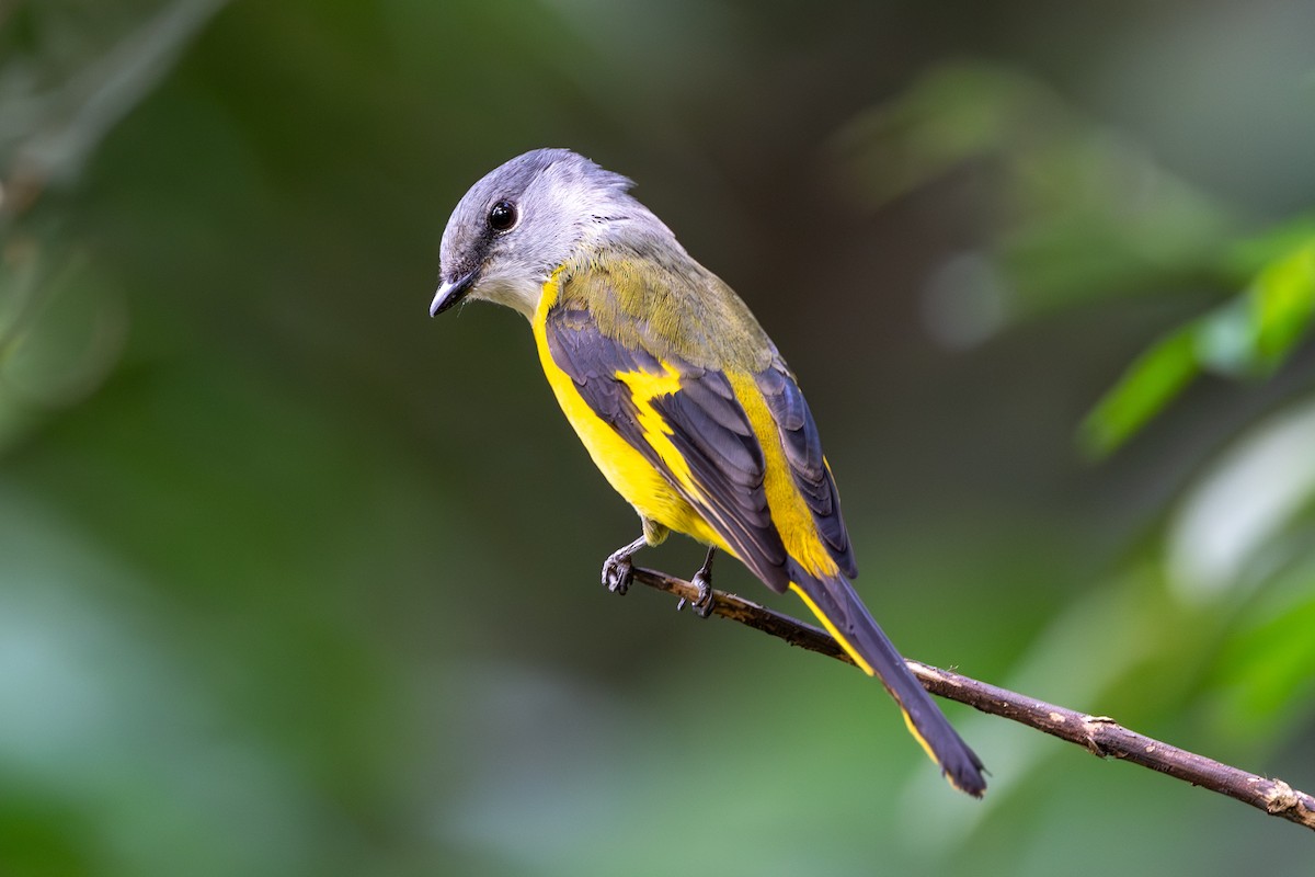 Gray-chinned Minivet - ML646395474