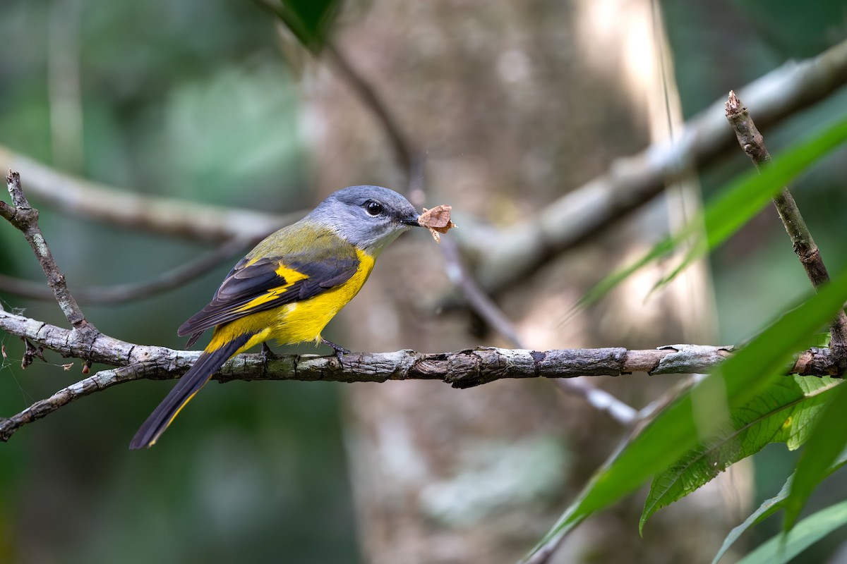 Gray-chinned Minivet - ML646395475