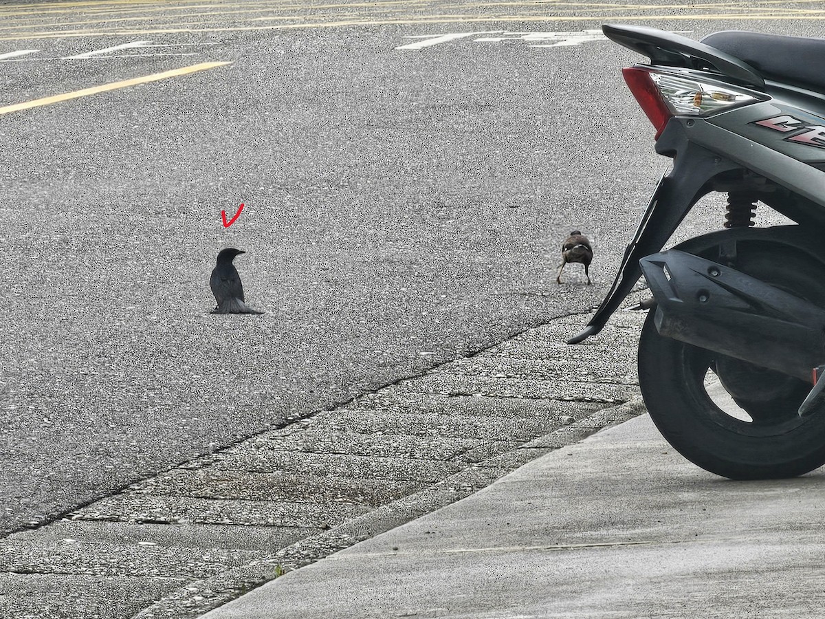 Black Drongo - ML646395477