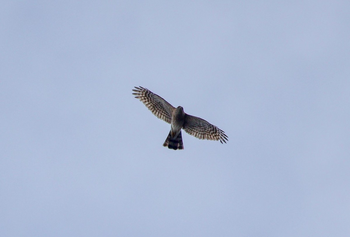 Sharp-shinned Hawk - ML646395478