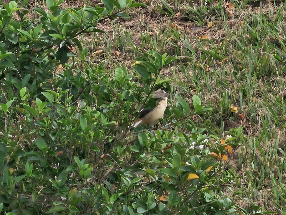 Brown Shrike - ML646395480